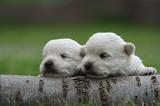 WESTIE 503